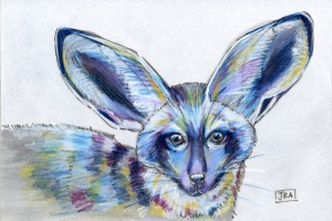 bat-eared fox (click image to enlarge)