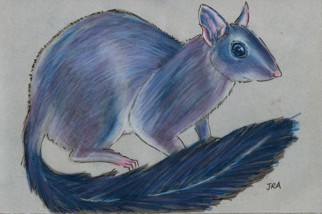 Brush Tailed Phascogale