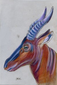damaliscus_korrigum_72