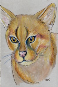 leopardus_colocolo_72