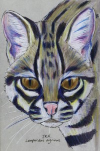 leopardus_tigrinus_72