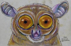 tarsius_bancanus_72