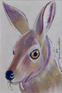moschus_moschiferus72
