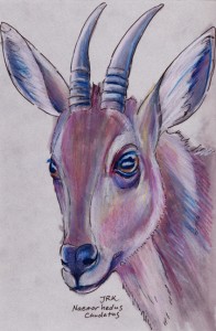 naemorhedus_caudatus72