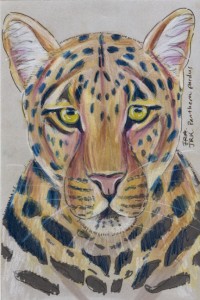 panthera_pardus72