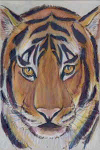 panthera_tigris72