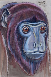 alouatta_belzebul_72 Red-handed howler monkey, Alouatta belzebul