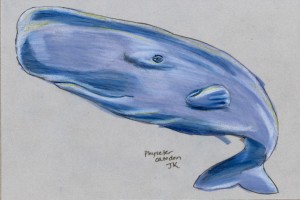 physeter_catodon_72 Sperm whale, Physeter catodon