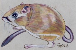 dipodomys_merriami_72 Merriam's kangaroo rat, Dipodomys merriami
