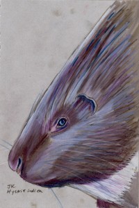hystrix_indica_72 Indian crested porcupine, Hystrix indica