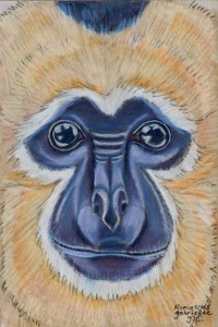 nomascus_gabriellae_72 Buff-cheeked gibbon, Nomascus gabriellae