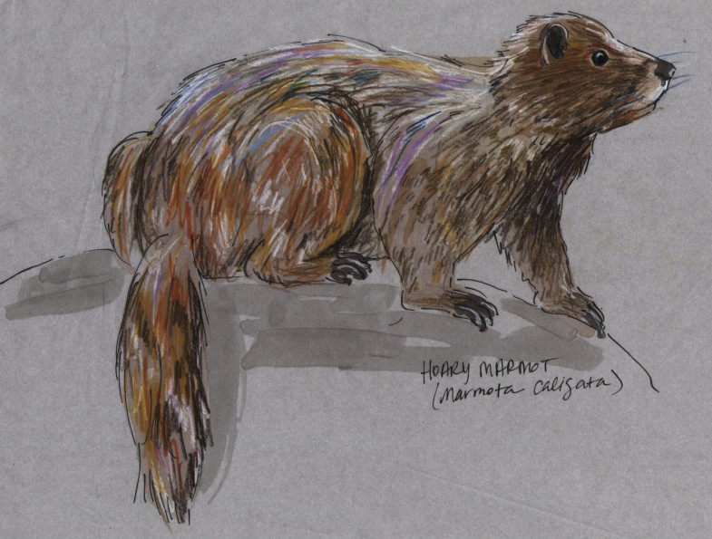 Marmota caligata