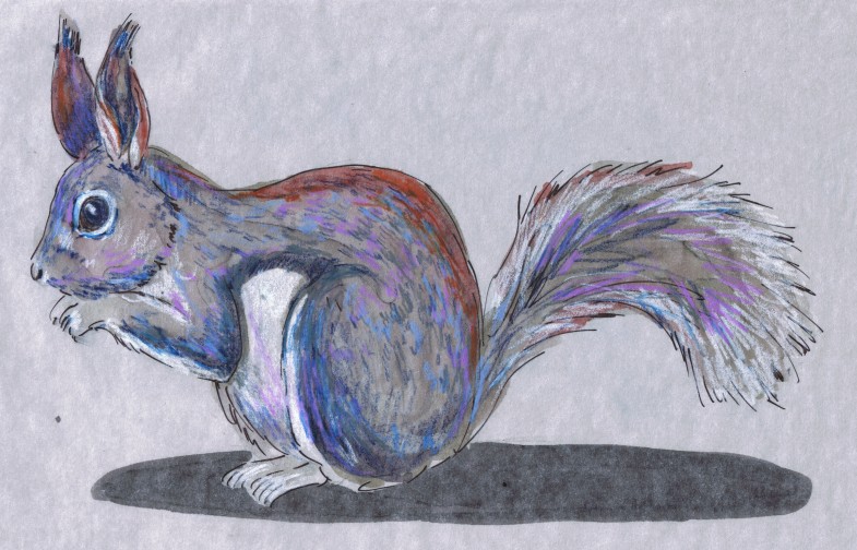 Sciurus aberti