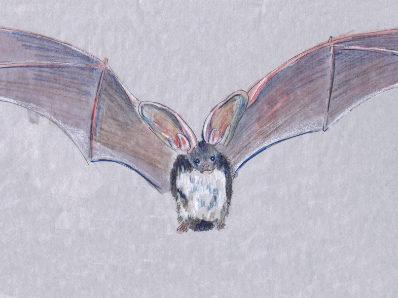 Nocturnal Week: Spotted Bat (Euderma maculatum)