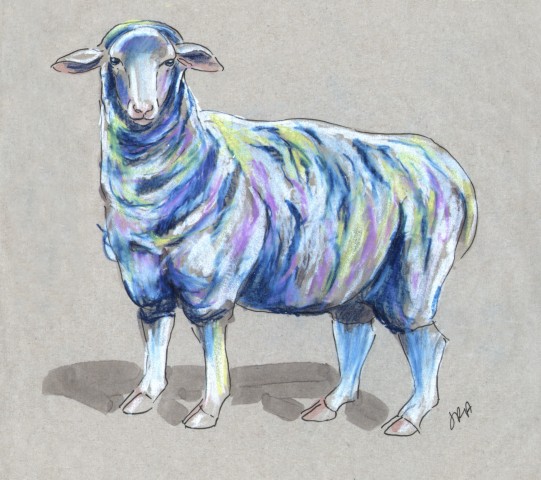 Download Domestic Sheep (Ovis aries) | The Daily Mammal