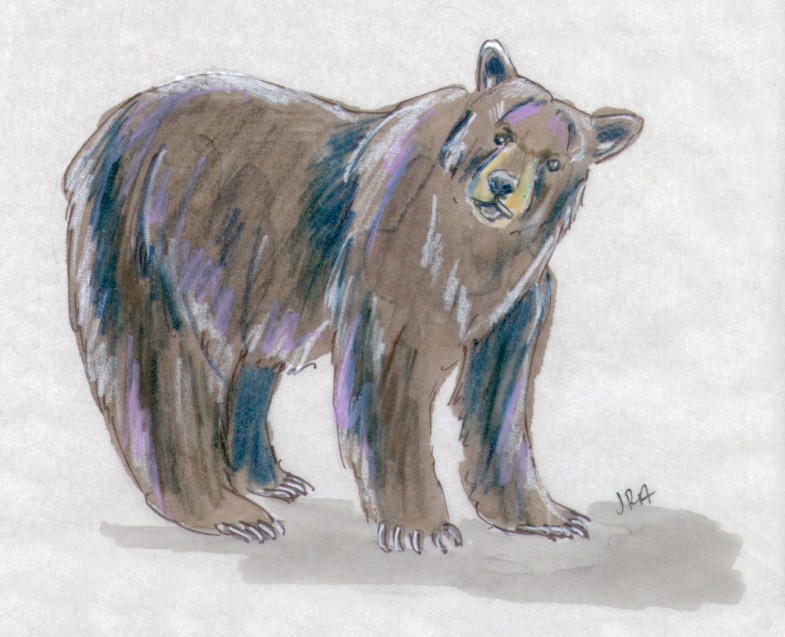 Ursus americanus