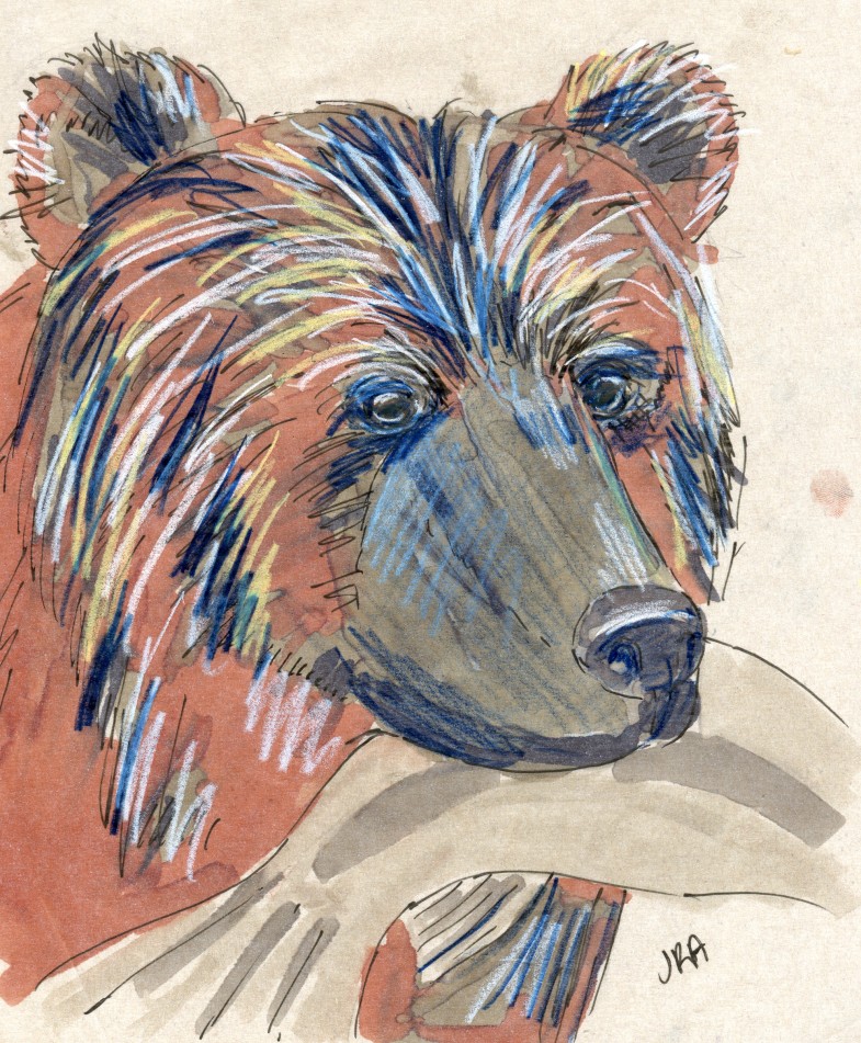 24 Hours: Brown Bear (Ursus arctos)