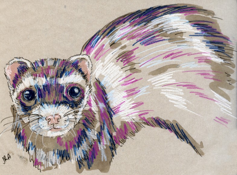 24 Hours: Domesticated Ferret (Mustela putorius furo)