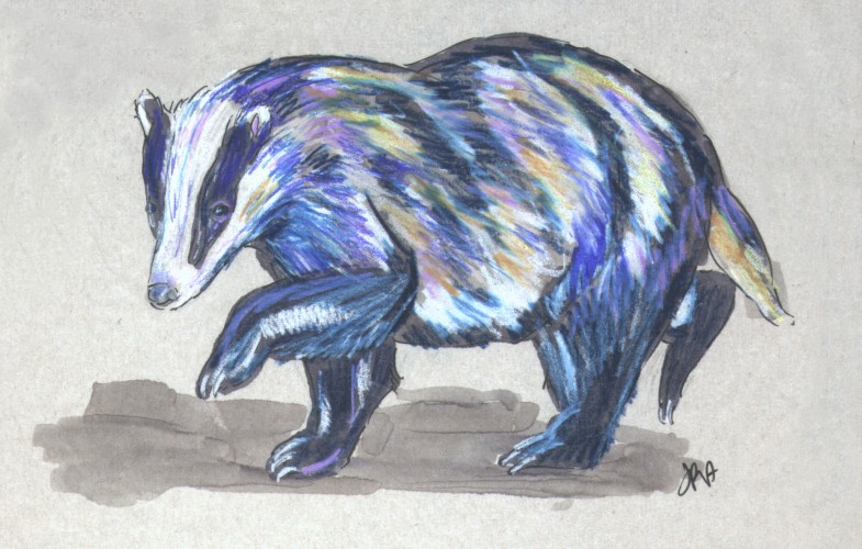 Eurasian Badger (Meles meles)