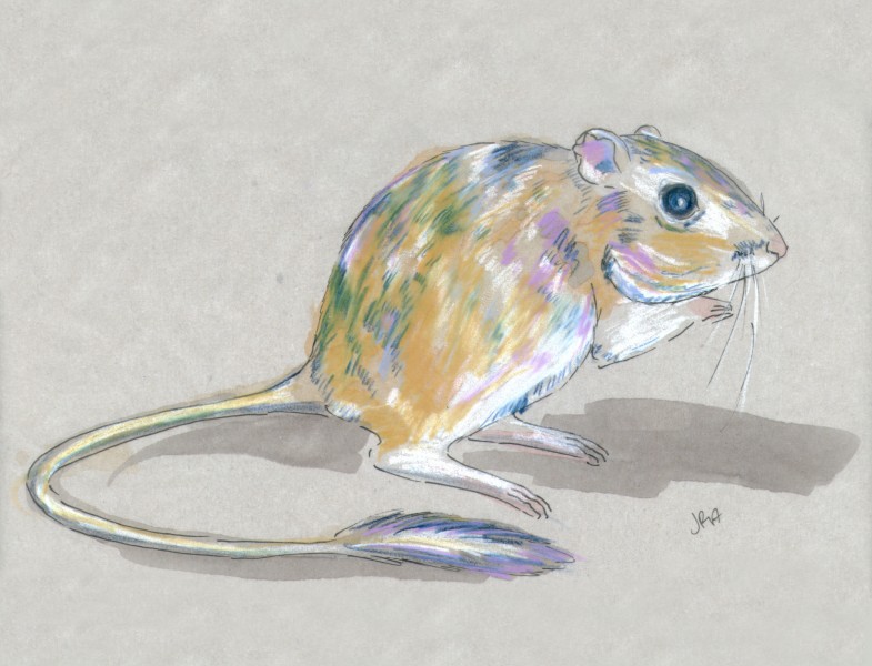 Giant Kangaroo Rat (Dipodomys ingens)