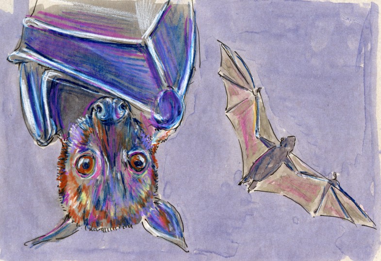 Large Flying Fox (Pteropus vampyrus)