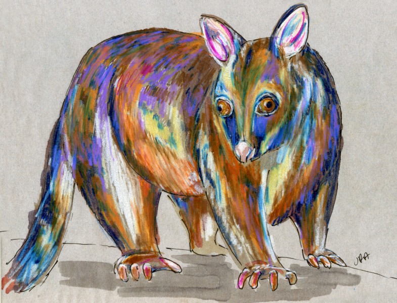 Back Orders: (New Zealand) Brush-tailed Possum (Trichosurus vulpecula)