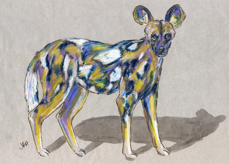 Cape Hunting Dog (Lycaon pictus)