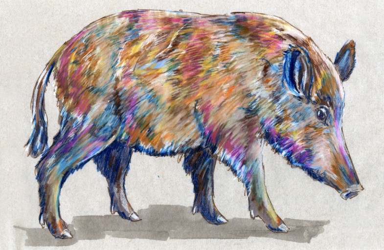 North Carolina Week: European Wild Boar (Sus scrofa)