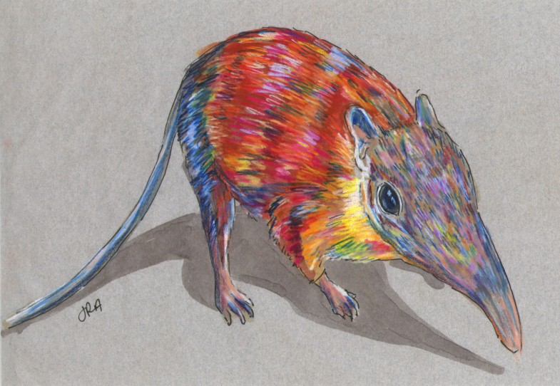 Newly Described Mammals Week: Gray-Faced Sengi (Rhynchocyon udzungwensis)