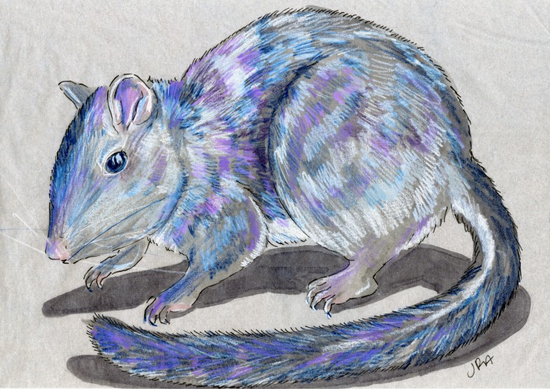 Newly Described Mammals Week: Laotian Rock Rat (Laonastes aenigmamus)