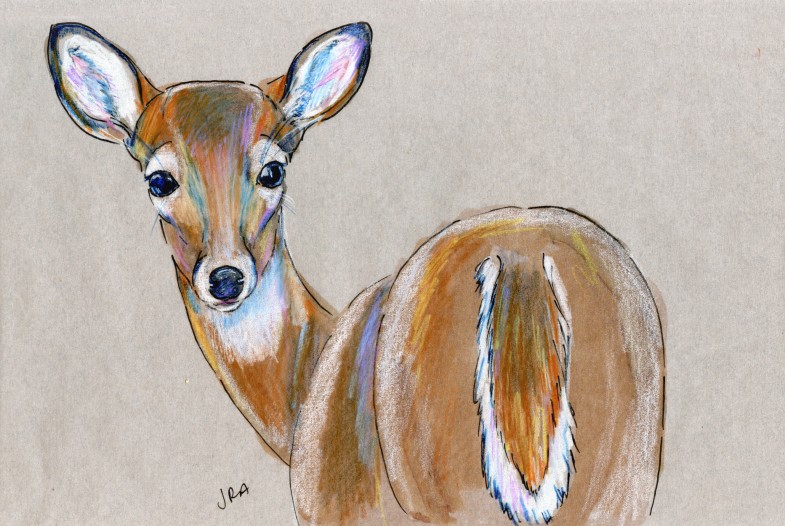 North Carolina Week: White-Tailed Deer (Odocoileus virginianus)