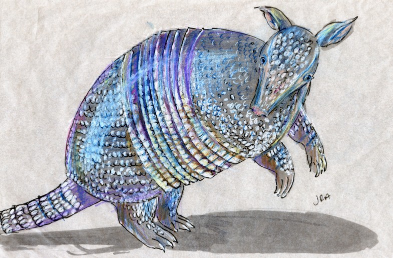 Striped Mammal Week: Nine-Banded Armadillo (Dasypus novemcinctus)