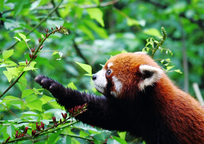 Red Panda by Kevin Buehler, licensed through Creative Commons