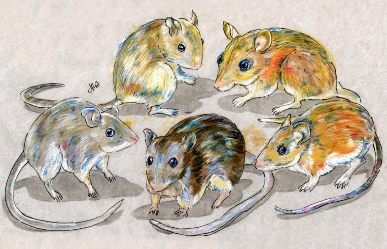 Five deer mice