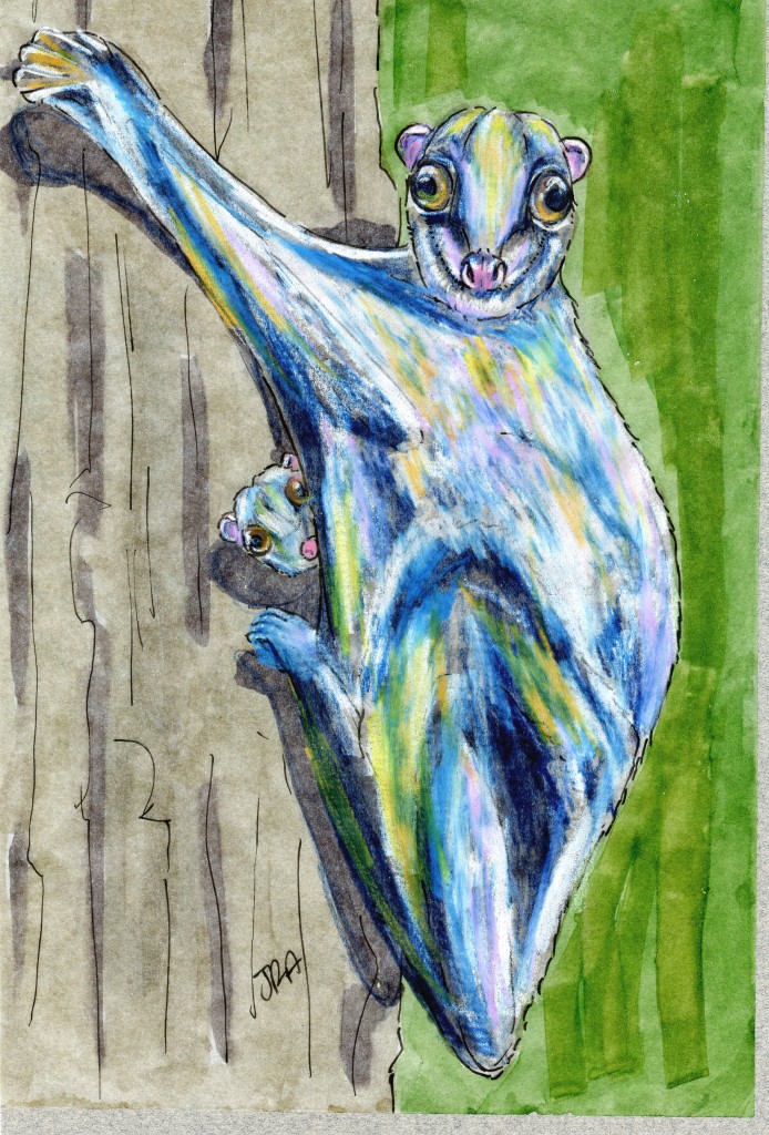 Philippine Flying Lemur (Colugo) (Cynocephalus volans)