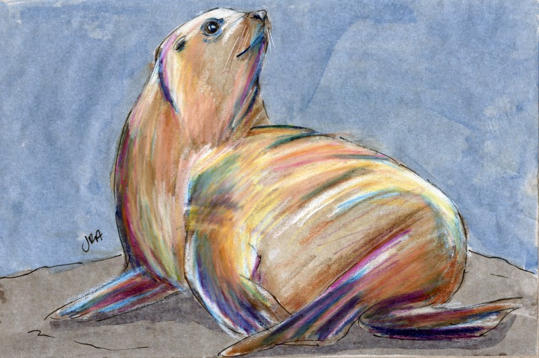 Mammalthon 2: Steller Sea Lion (Eumetopias jubatus)