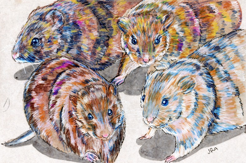 Various Voles (Macrotus spp.)