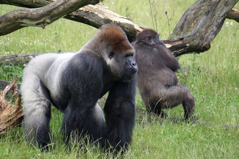 Gorillas by Thomas Widmann, licensed under Creative Commons