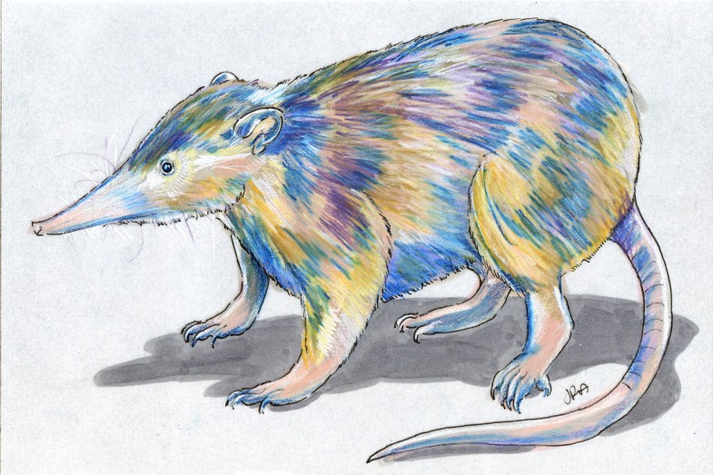 Solenodon paradoxus