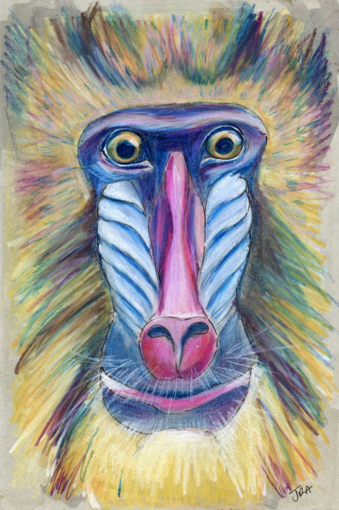 Mandrill (Mandrillus sphinx)