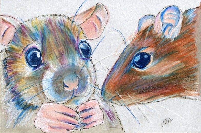 Mammals of Hawaii Week: Rats Two Ways (Norway Rat and Polynesian Rat)