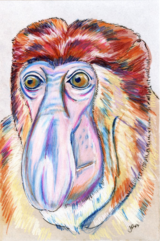 Proboscis Monkey (Nasalis larvatus)