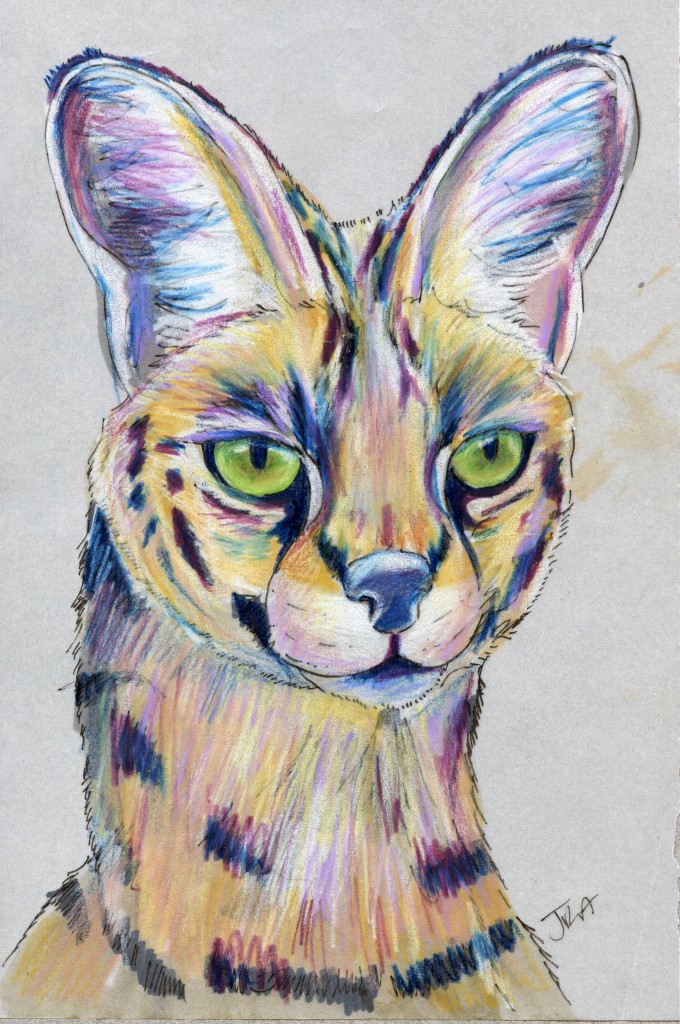 Serval (Felis serval)