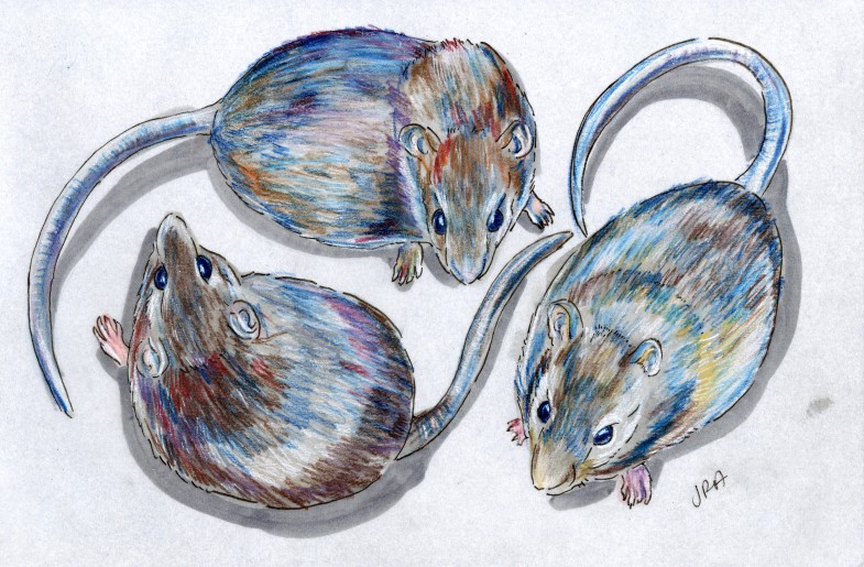 Rats Three Ways (Rattus lutreolus, Rattus fuscipes, Oryzomys palustris)