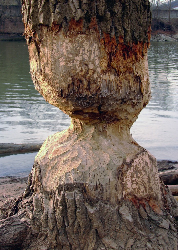 Photograph of tree gnawed on by beaver