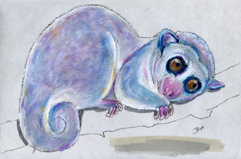 Hibernators Week: Fat-tailed Dwarf Lemur (Cheirogaleus medius)