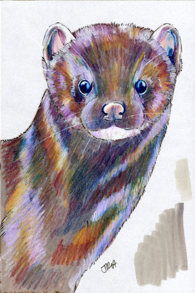 Darwin Days: American Mink (Neovison vison or Mustela vison)