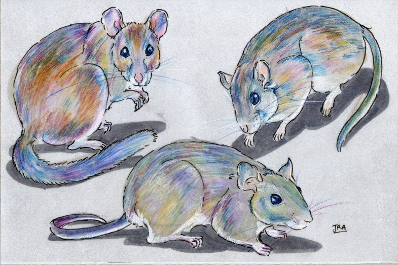 Three rats in the genus Neotoma