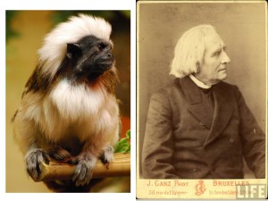 tamarin_liszt