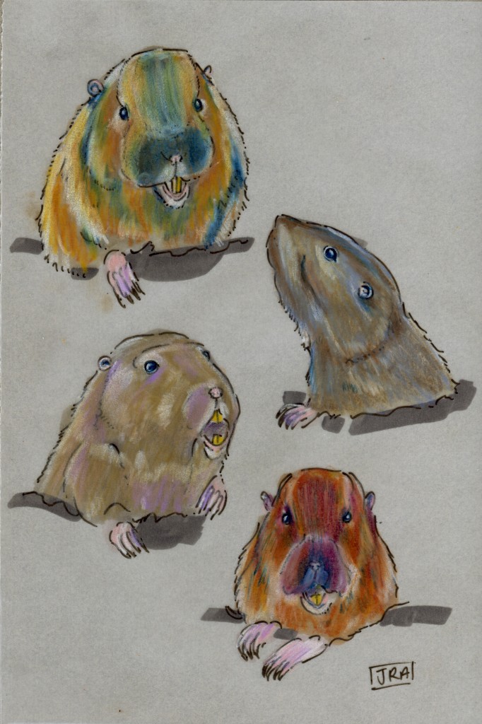 Four pocket gopher species